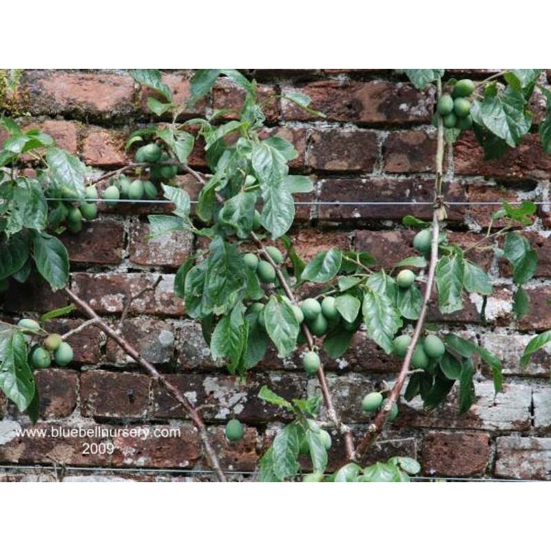 Prunus 'Victoria'