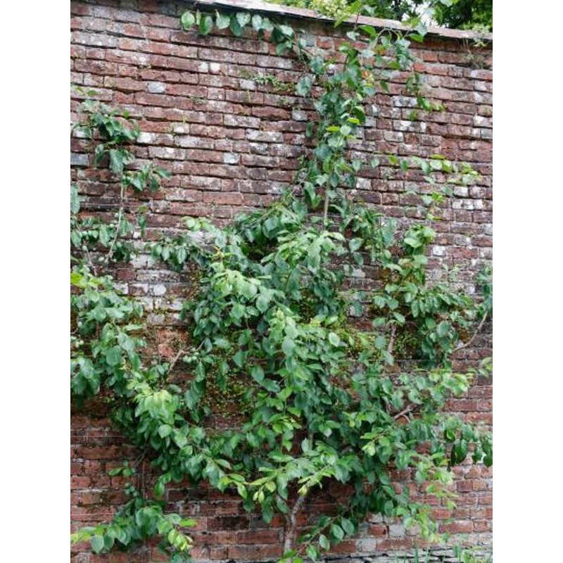 Prunus 'Victoria'