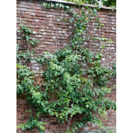 Prunus 'Victoria' Prunus 'Victoria'