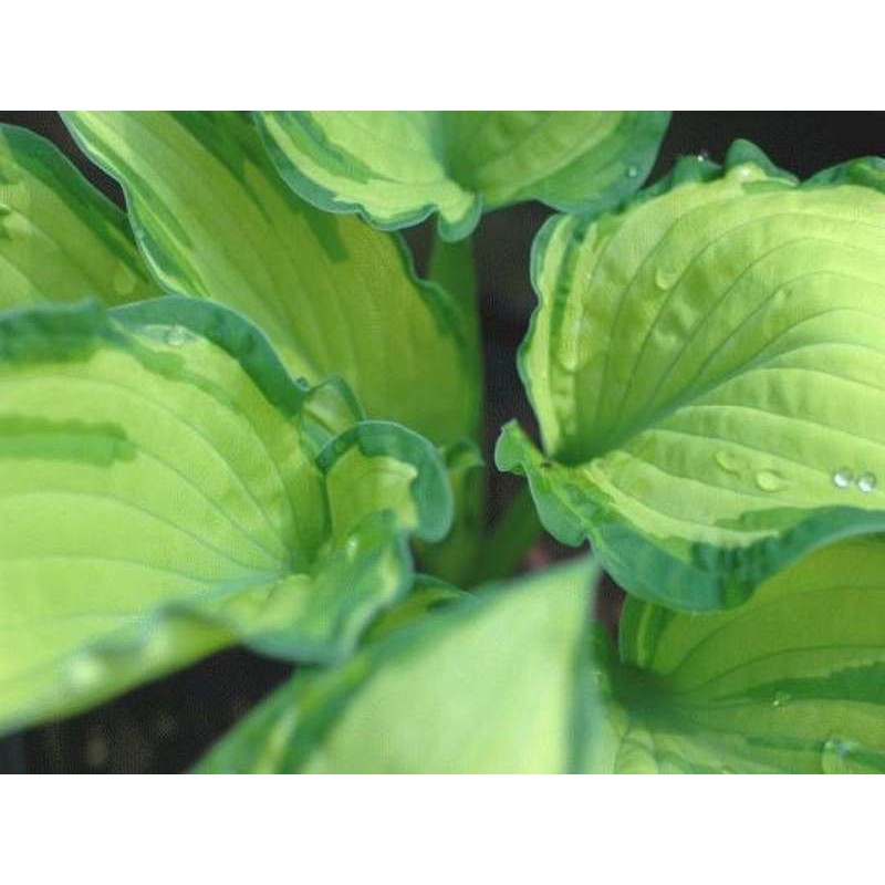 Hosta fortunei var. albopicta