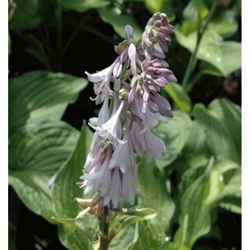 Hosta fortunei var. albopicta