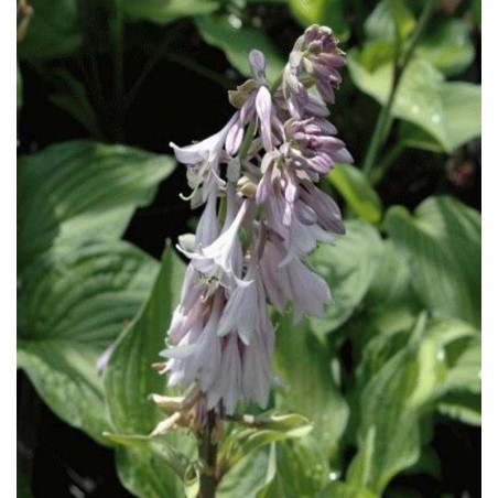 Hosta fortunei var. albopicta