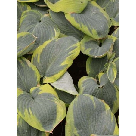 Hosta sieboldiana 'Frances Williams'