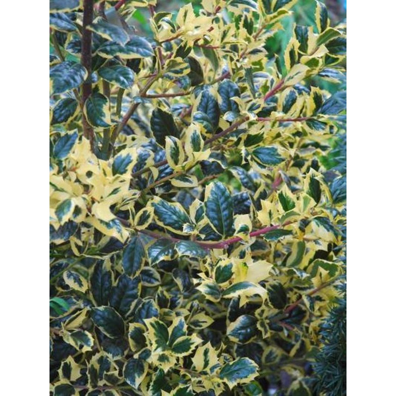 Ilex aquifolium 'Golden van Tol' Ilex aquifolium 'Golden van Tol'