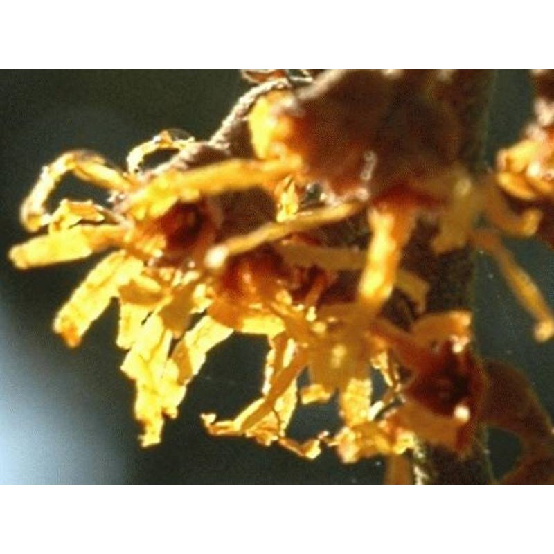 Hamamelis vernalis 'Sandra'