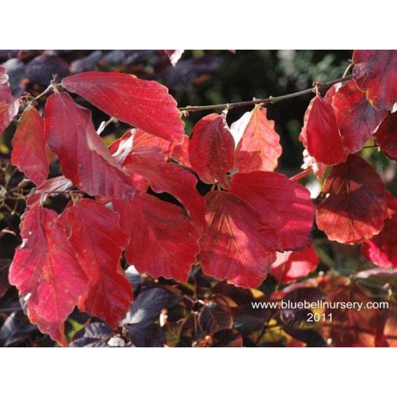 Hamamelis vernalis 'Sandra'