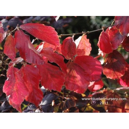 Hamamelis vernalis 'Sandra'