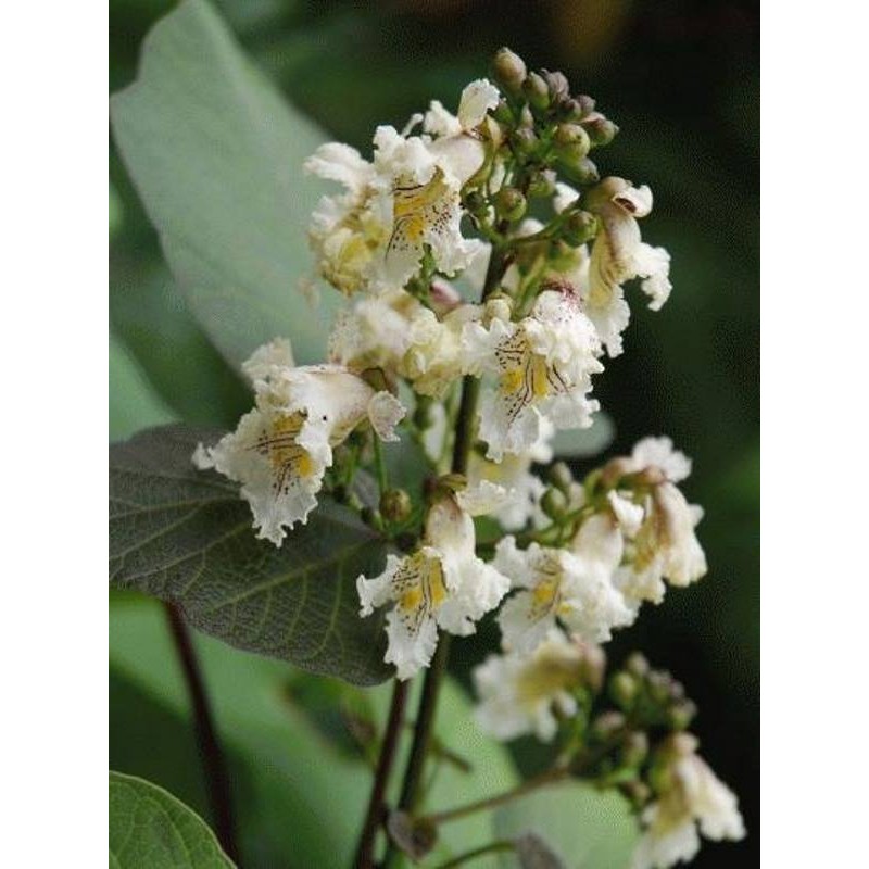 Catalpa fargesii f duclouxii