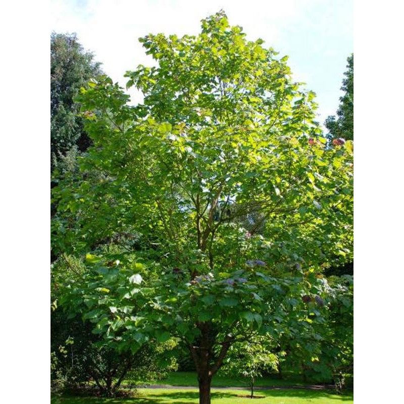 Catalpa fargesii f duclouxii