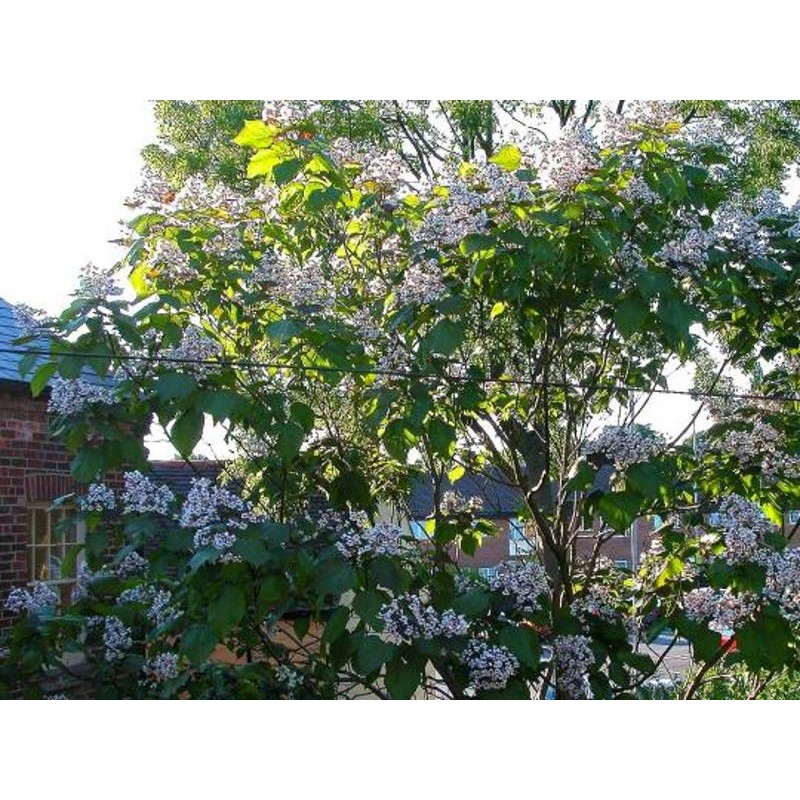 Catalpa x erubescens 'Purpurea'