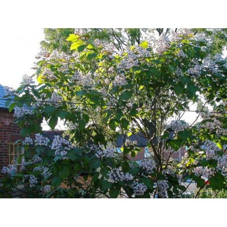 Catalpa x erubescens 'Purpurea' Catalpa x erubescens 'Purpurea'