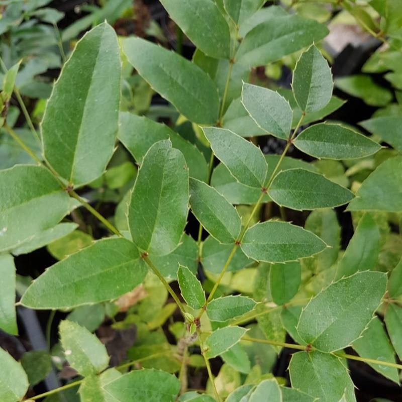 Mahonia lanceolata (hartwegii) Mahonia lanceolata (hartwegii)