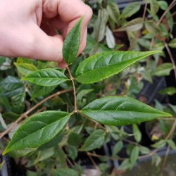 Deutzia multiradiata