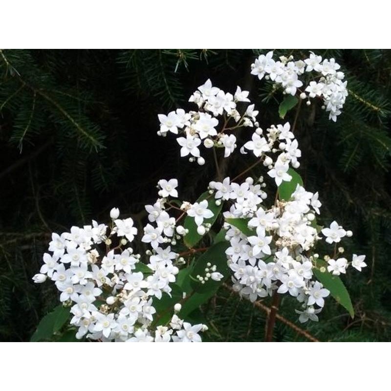 Deutzia setchuenensis var corymbiflora