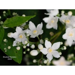Deutzia setchuenensis var corymbiflora