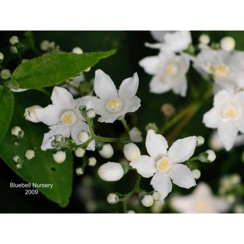 Deutzia setchuenensis var corymbiflora