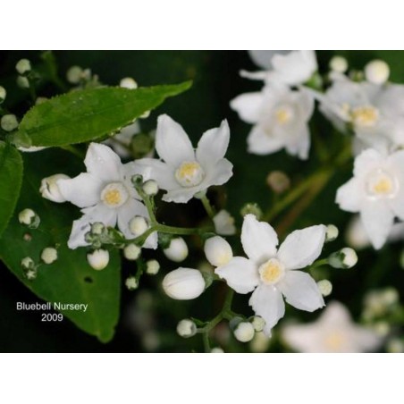 Deutzia setchuenensis var corymbiflora Deutzia setchuenensis var corymbiflora