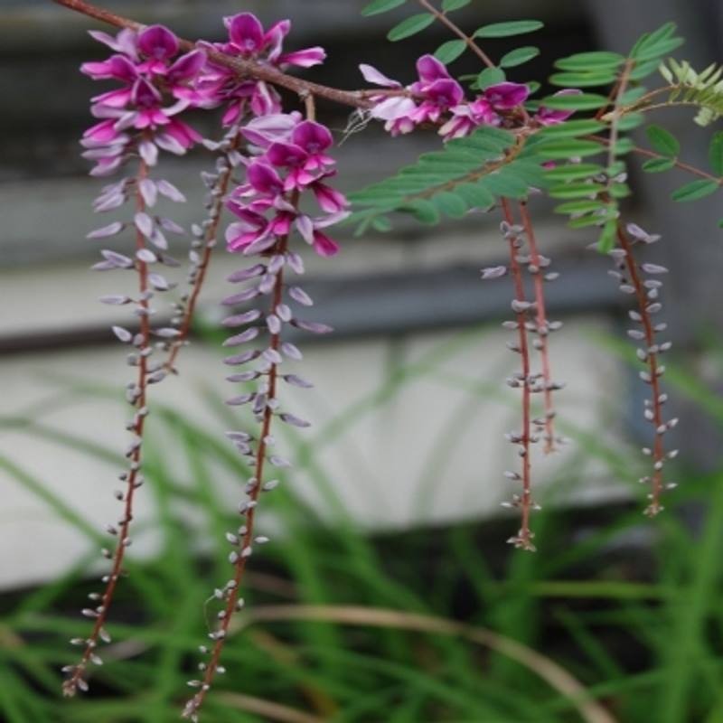 Indigofera pendula