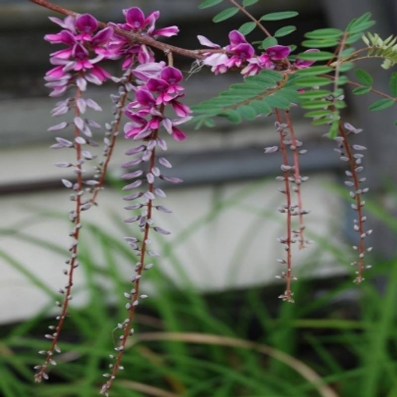 Indigofera pendula Indigofera pendula