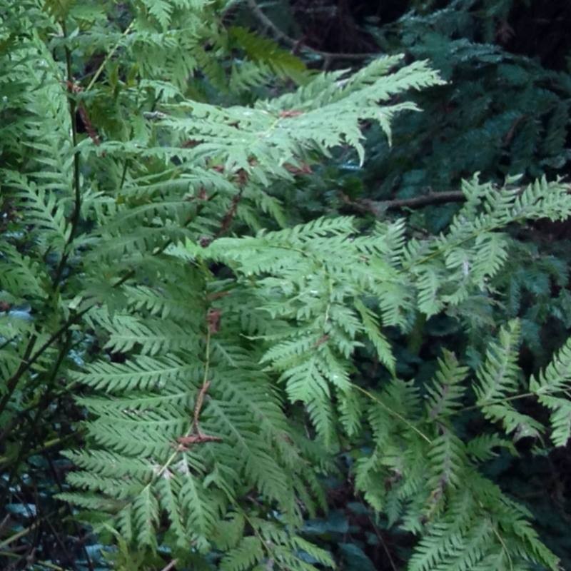 Woodwardia fimbriata Woodwardia fimbriata