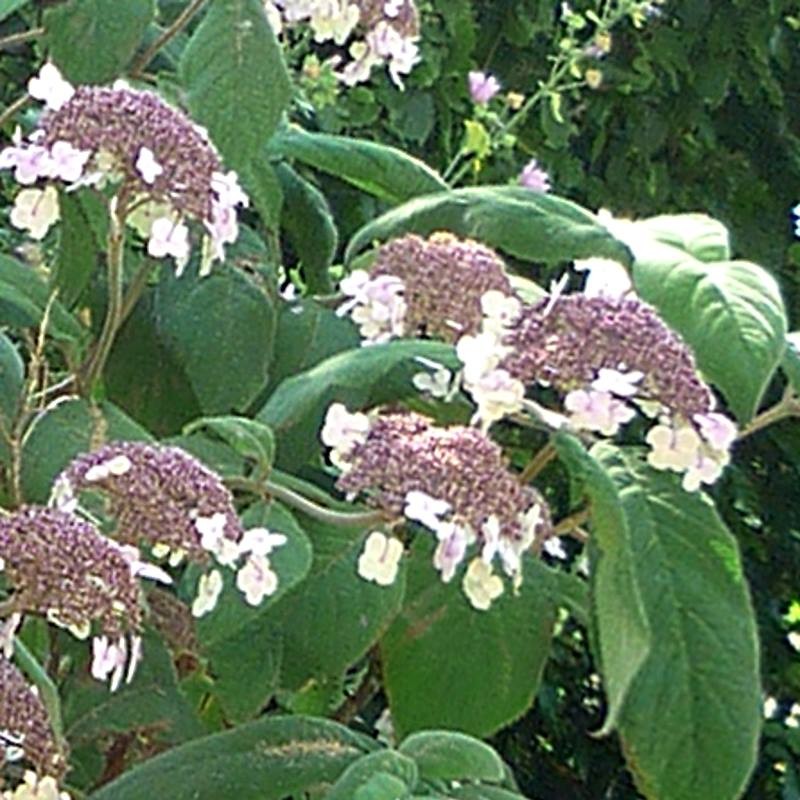 Hydrangea aspera 'Macrophylla'