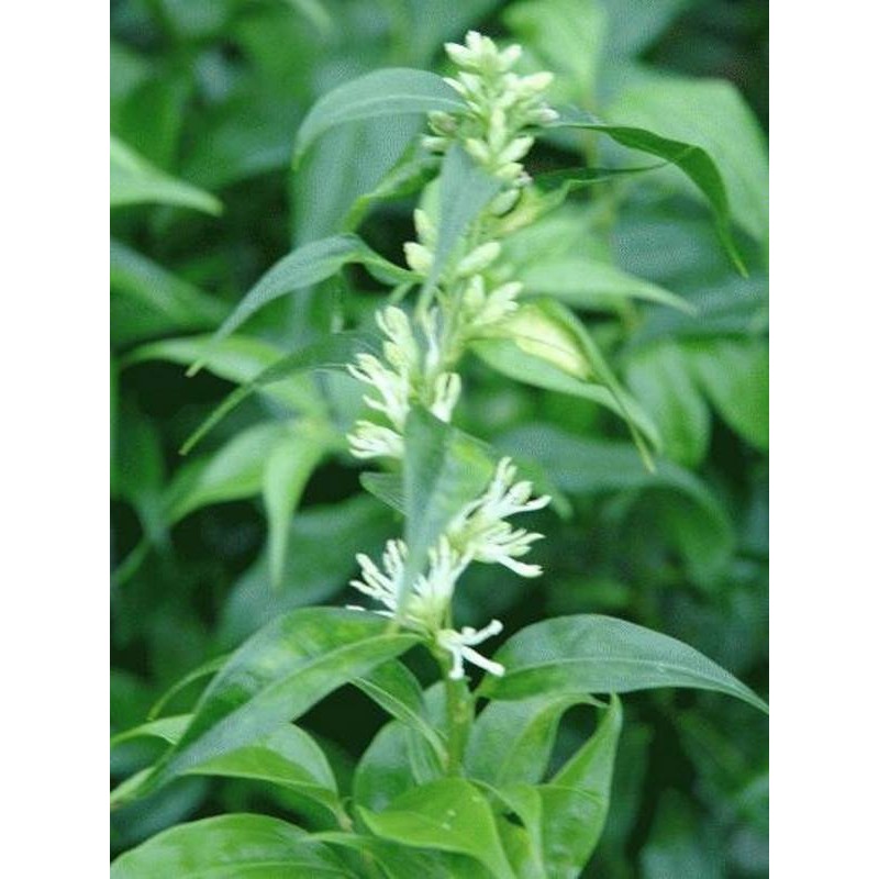 Sarcococca wallichii Sarcococca wallichii