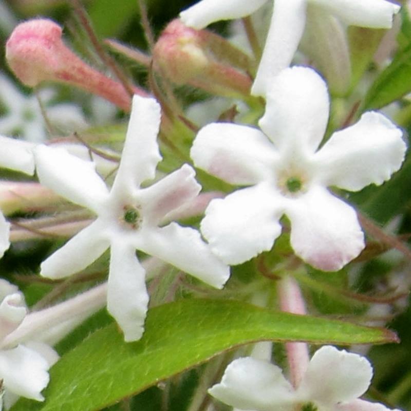 Abelia triflora Abelia triflora