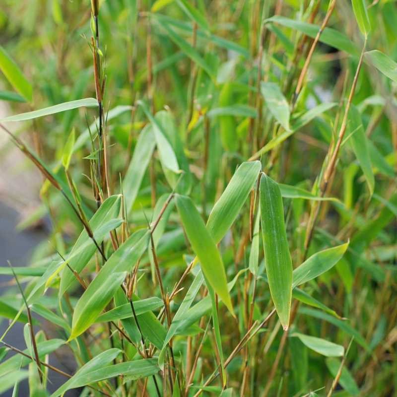 Fargesia nitida 'Great Wall' Fargesia nitida 'Great Wall'