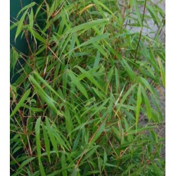 Fargesia scabrida 'Asian Wonder'