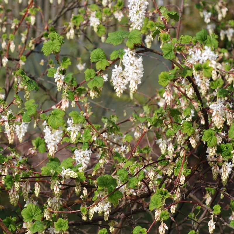 Ribes sanguineum 'White Icicle'