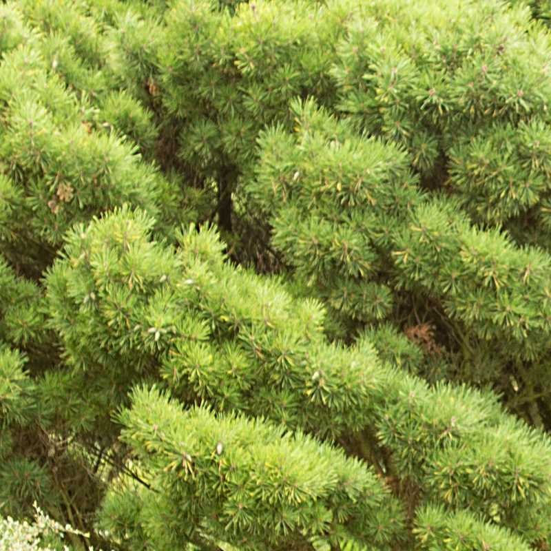 Pinus densiflora Pinus densiflora