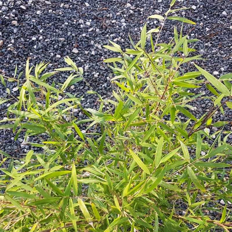 Fargesia angustissima Fargesia angustissima