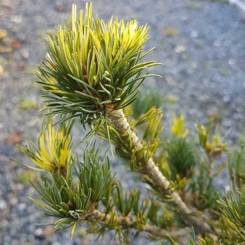 Pinus parviflora 'Shikoku' Pinus parviflora 'Shikoku'