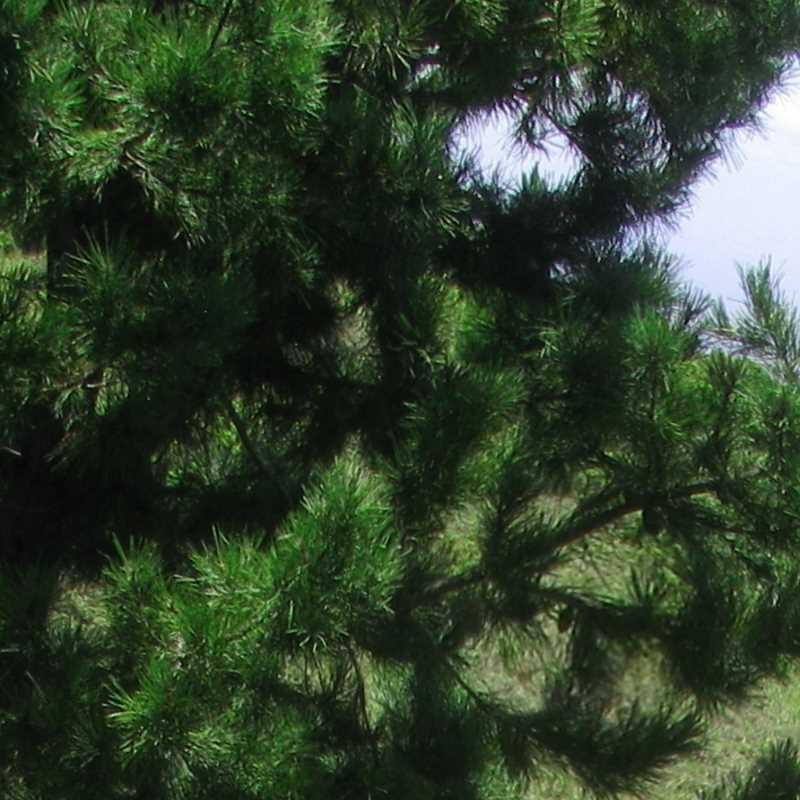 Pinus pinaster
