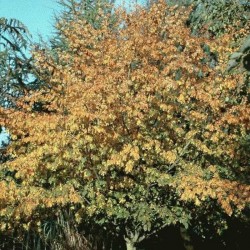 Carpinus betulus 'Purpurea' - established tree in late September