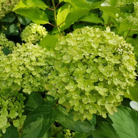 Hydrangea paniculata 'Little Lime'