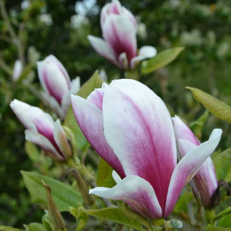 Magnolia 'Pickard's Glow' Magnolia 'Pickard's Glow'