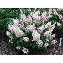 Hydrangea paniculata 'Pinky Winky'