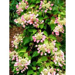 Schizophragma hydrangeoides 'Roseum'