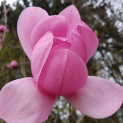 Magnolia sprengeri var diva 'Copeland Court'