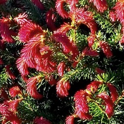 Picea abies 'Rydal'