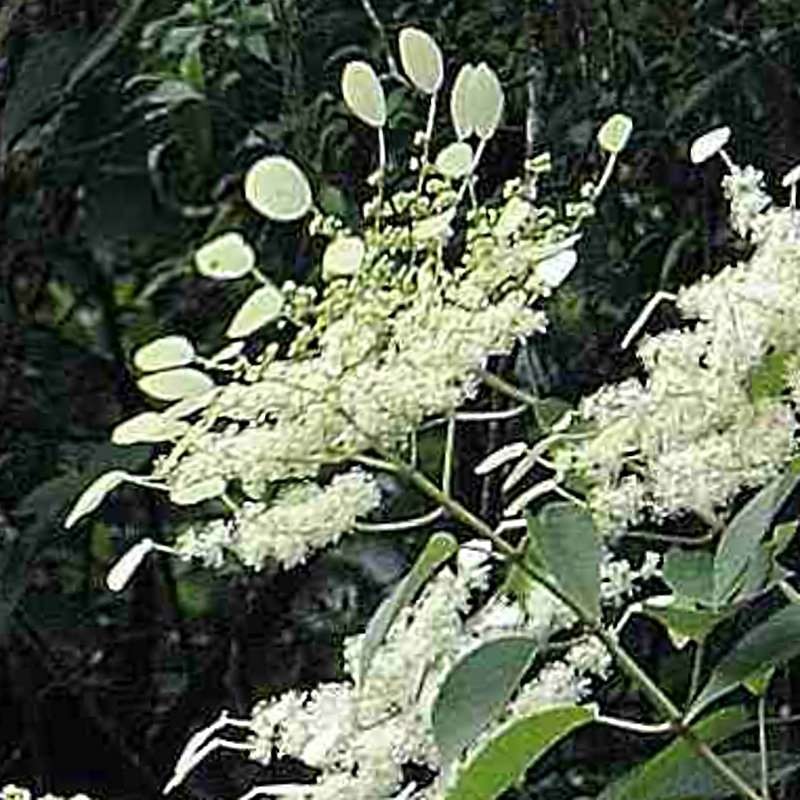 Schizophragma fauriei 'Angel Wings'