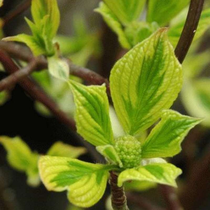 Cornus alternifolia 'Golden Shadow' Cornus alternifolia 'Golden Shadow'
