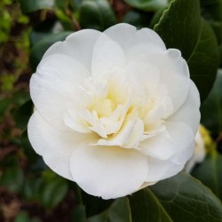 Camellia japonica 'Nobilissima' - spring flowers