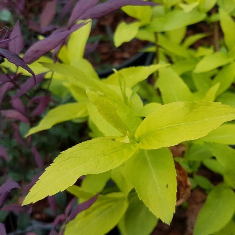 Diervilla rivularis 'Honeybee' - spring leaves