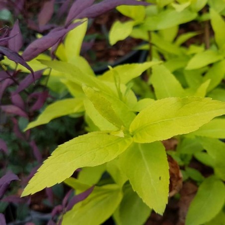 Diervilla rivularis 'Honeybee' - spring leaves