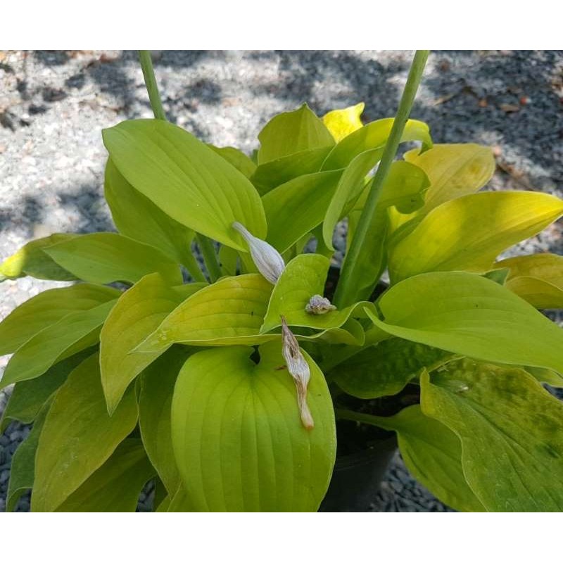 Hosta 'August Moon' - yellow summer leaves