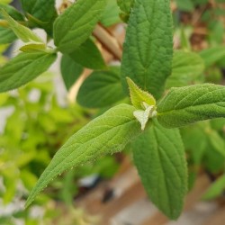 Deutzia calycosa 'Dali'