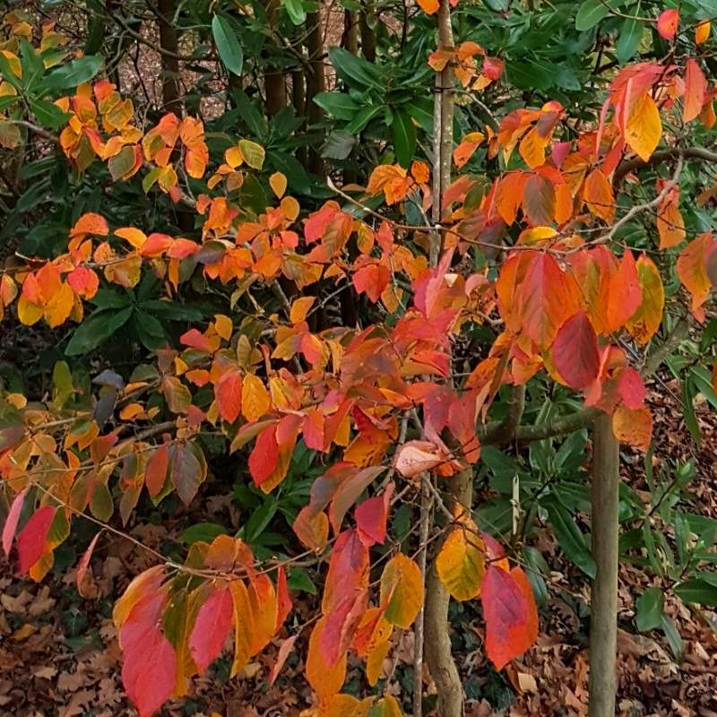 Parrotia subaequalis