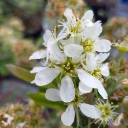 Amelanchier canadensis 'Prince William'